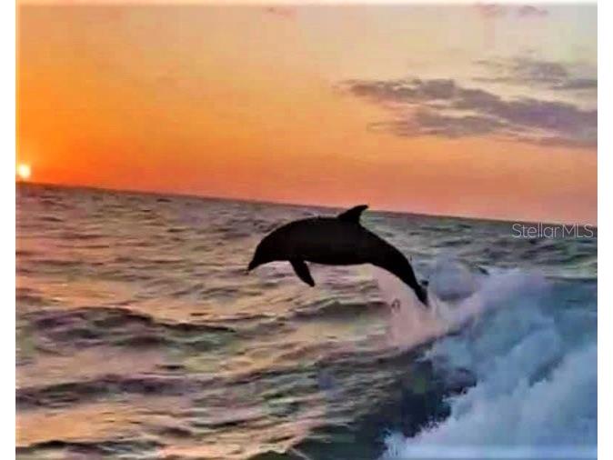 1701 Pinehurst Road #24B Dunedin FL 34698 TB8403898 image84