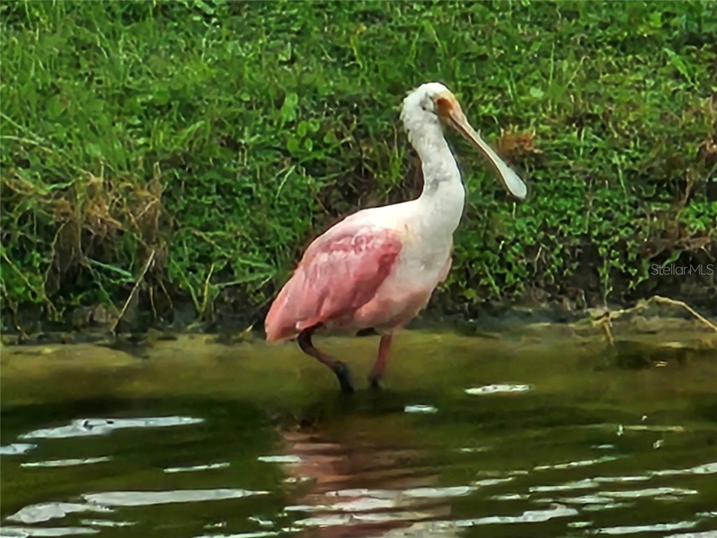 17041 Pocket Reel Lane Wimauma FL 33598 TB8444103 image38