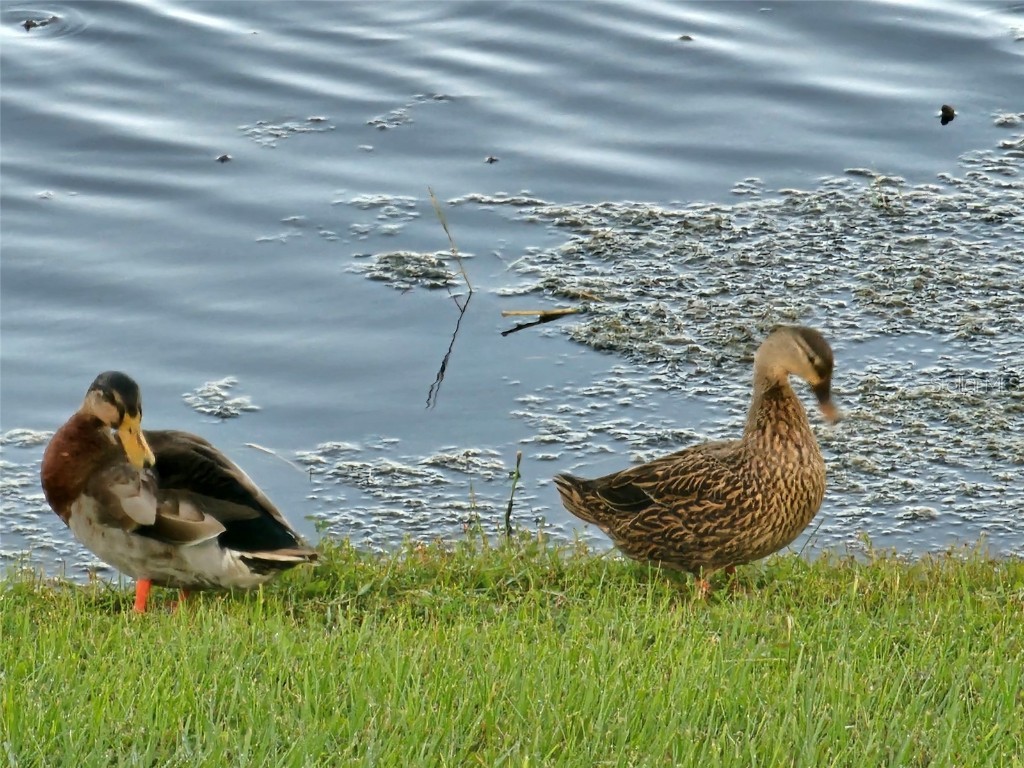 17041 Pocket Reel Lane Wimauma FL 33598 TB8444103 image39