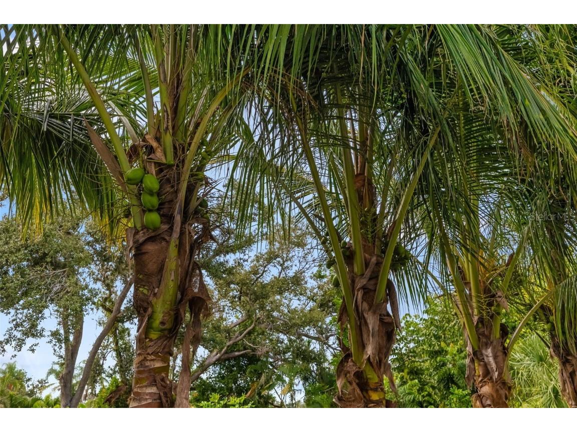 1705 Field Road Sarasota FL 34231 A4671008 image50