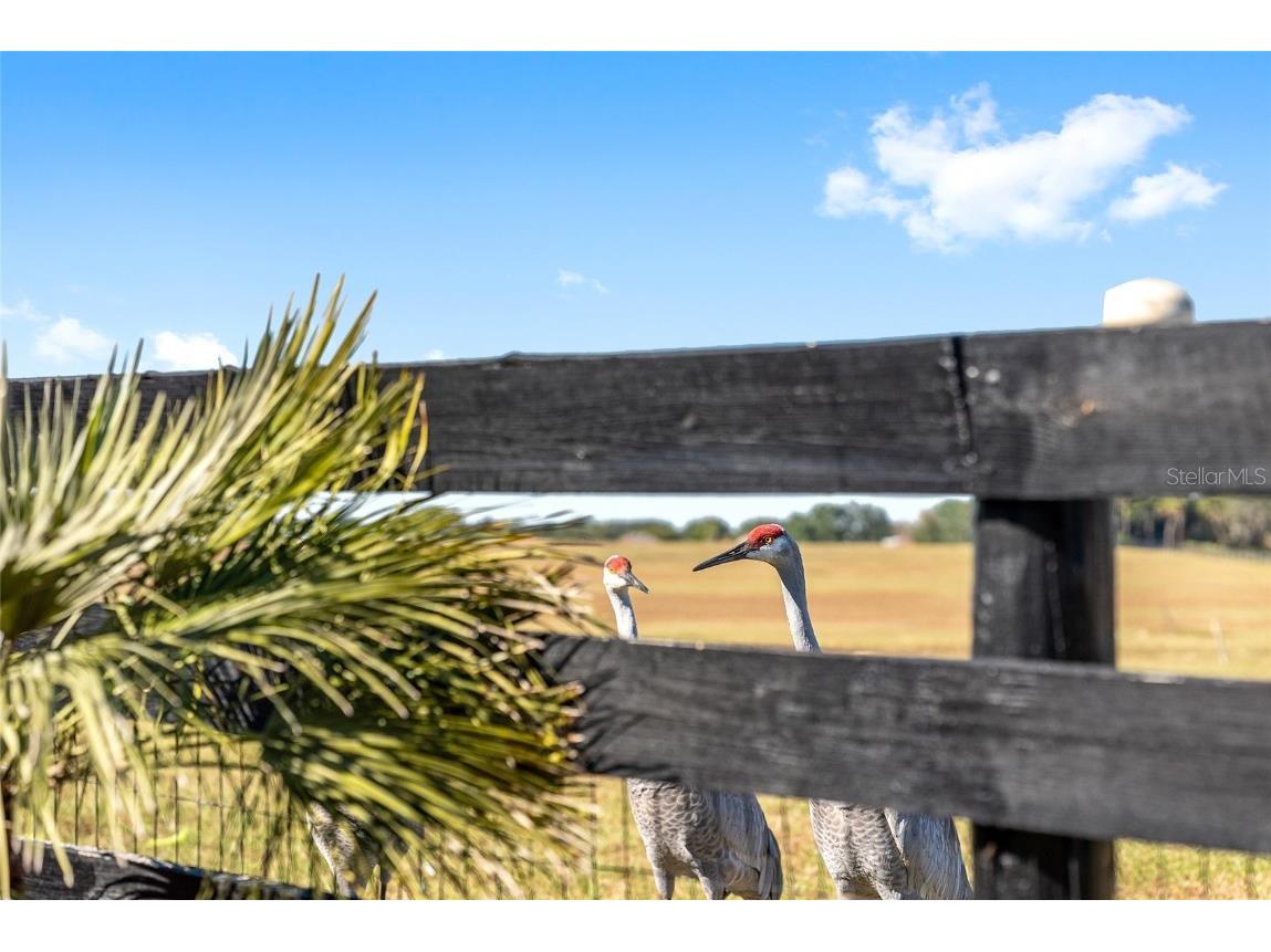 1709 Madero Drive The Villages FL 32159 G5105034 image44