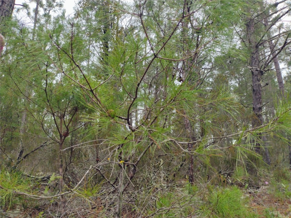 171 7th Way Interlachen FL 32148 S5135625 image3