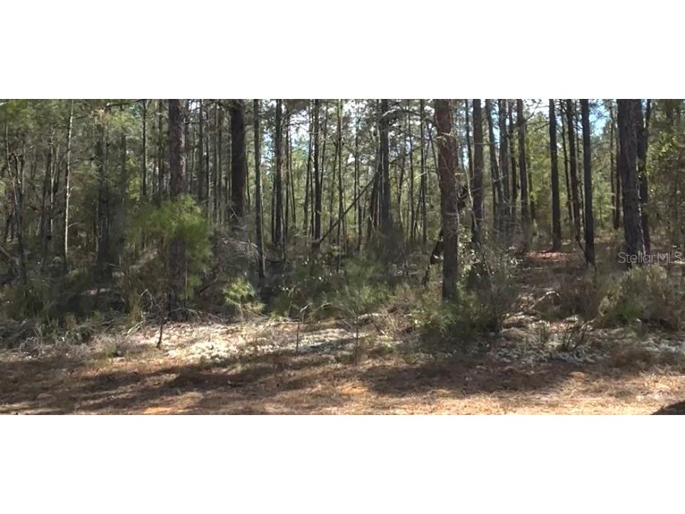 171 7th Way Interlachen FL 32148 S5135625 image4