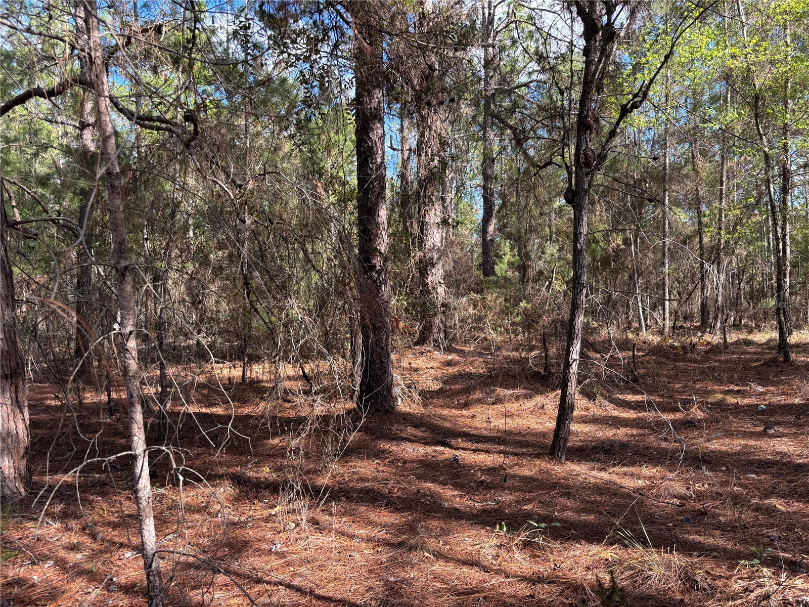 171 7th Way Interlachen FL 32148 S5135625 image7