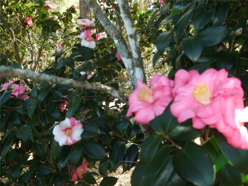 1715 W Lake Mary Boulevard Lake Mary FL 32746 O6326867 image45