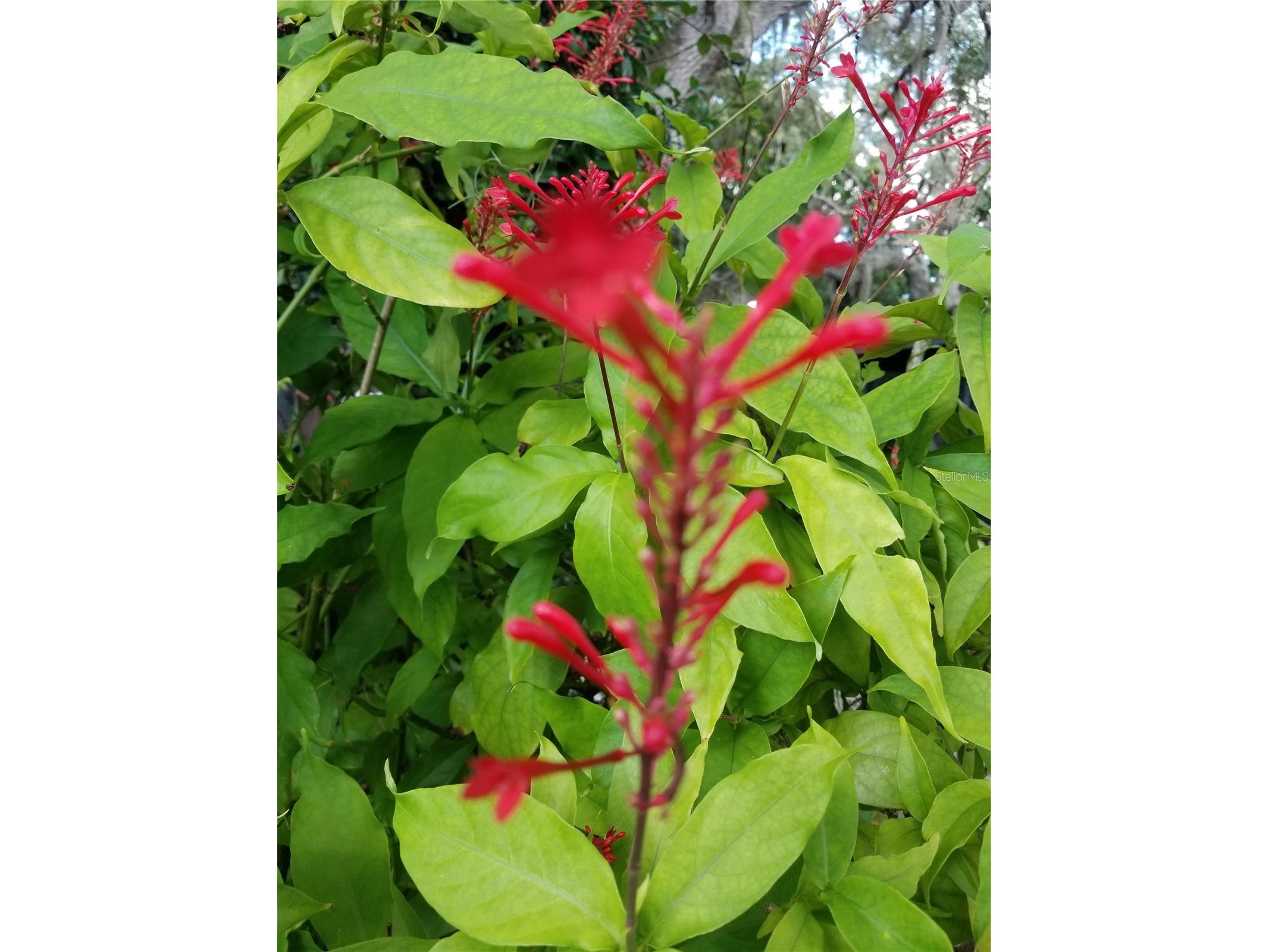 1720 Fossil Drive Englewood FL 34223 - MANASOTA BEACH PUBLIC R4911073 image69