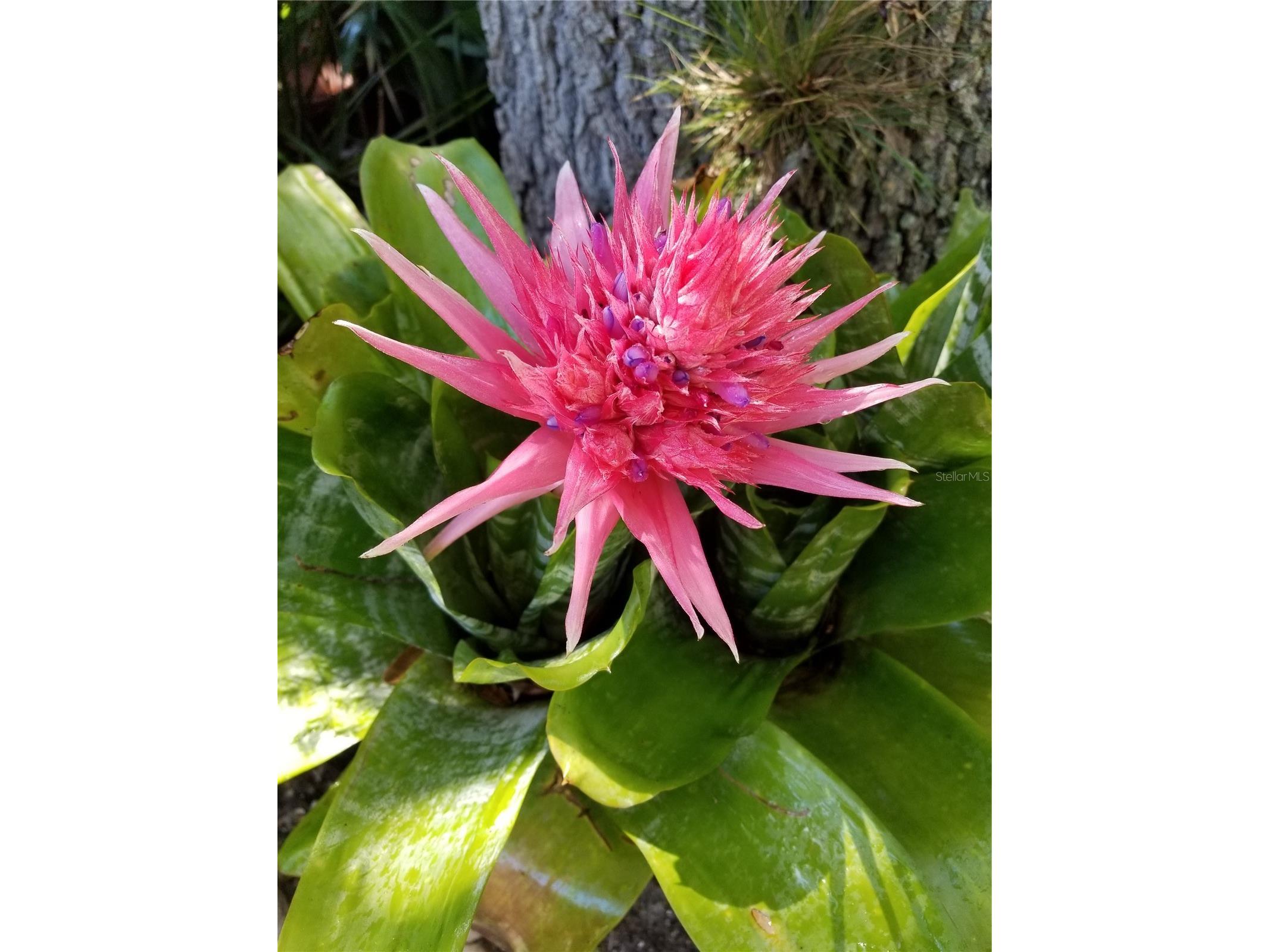 1720 Fossil Drive Englewood FL 34223 - MANASOTA BEACH PUBLIC R4911073 image81