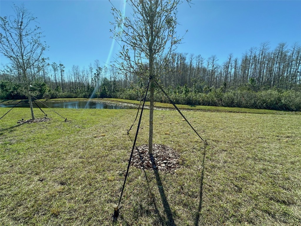 17216 Mango Shay Court Land O Lakes FL 34638 TB8452342 image43