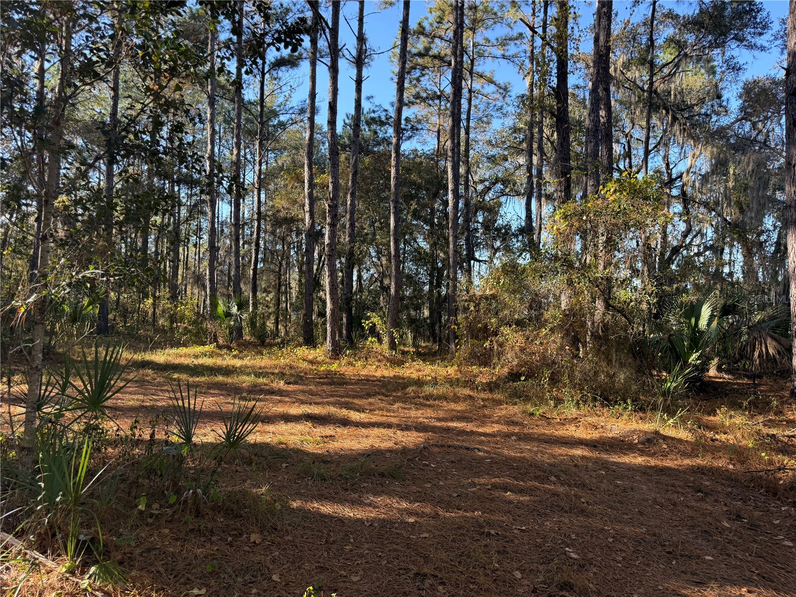 17221 SE 95th Street Road Ocklawaha FL 32179 O6384490 image3