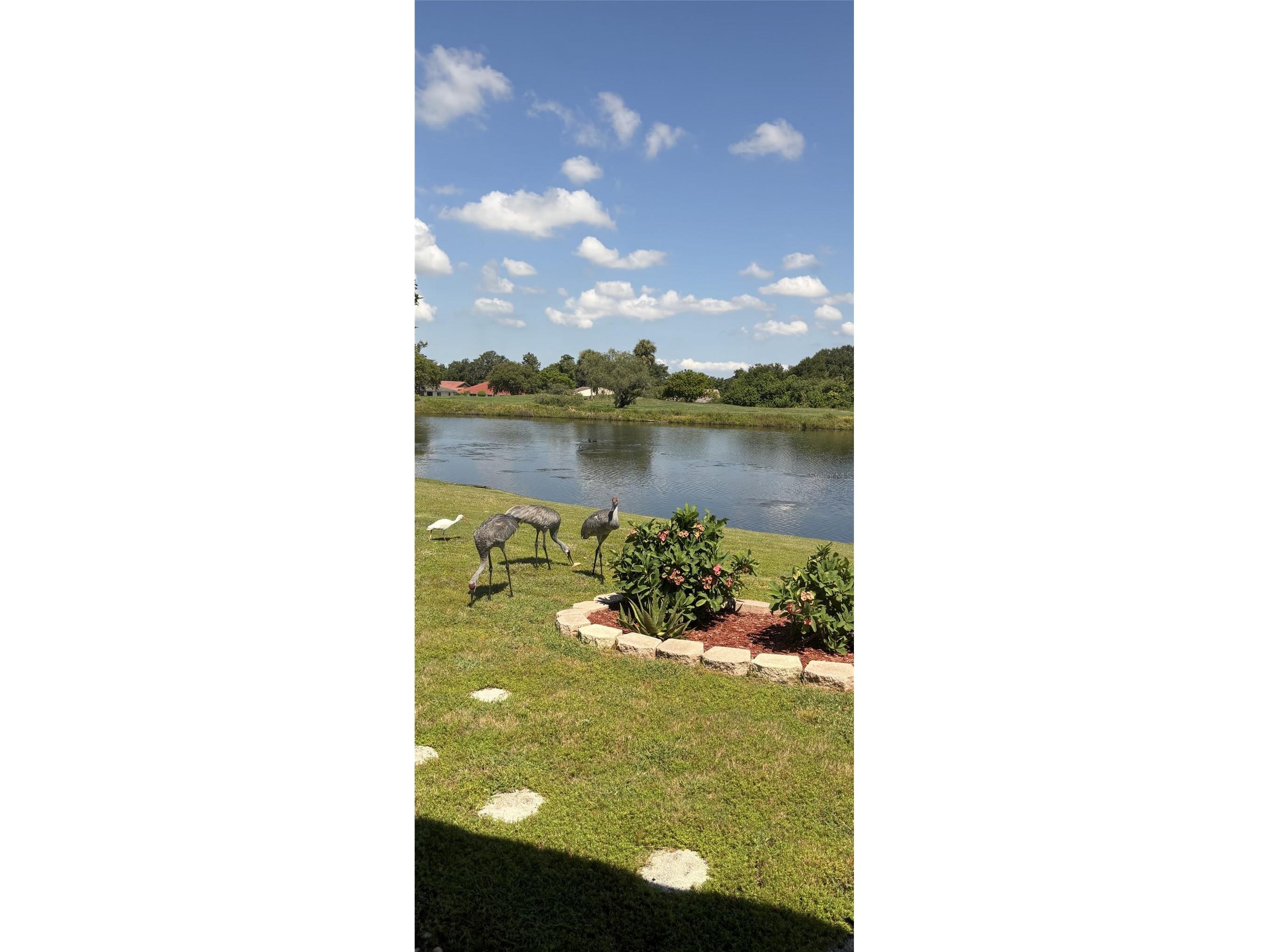 1723 Wolf Laurel Drive Sun City Center FL 33573 TB8473234 image39