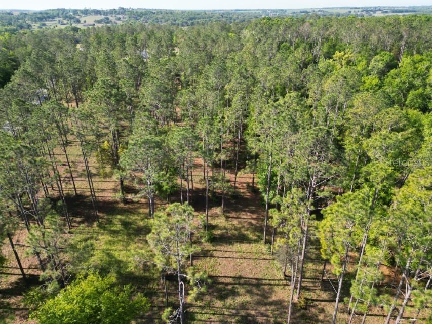 17321 Country Squire Lane Dade City FL 33523 TB8366296 image1