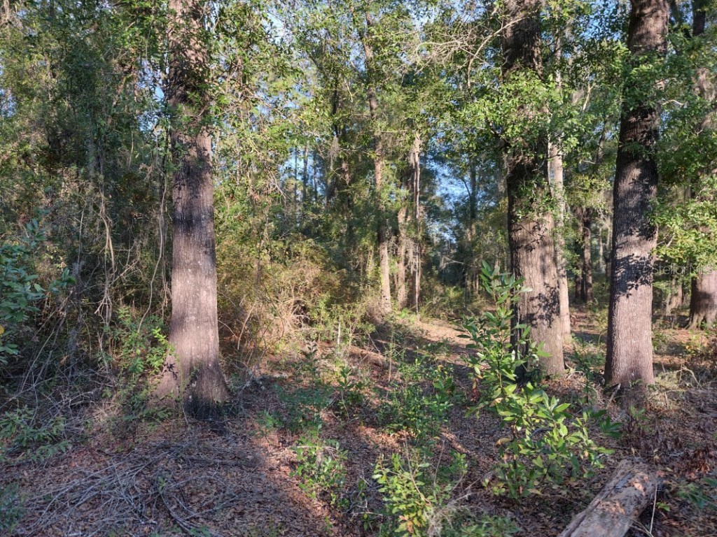 17335 NW 55th Avenue Starke FL 32091 A4589955 image1