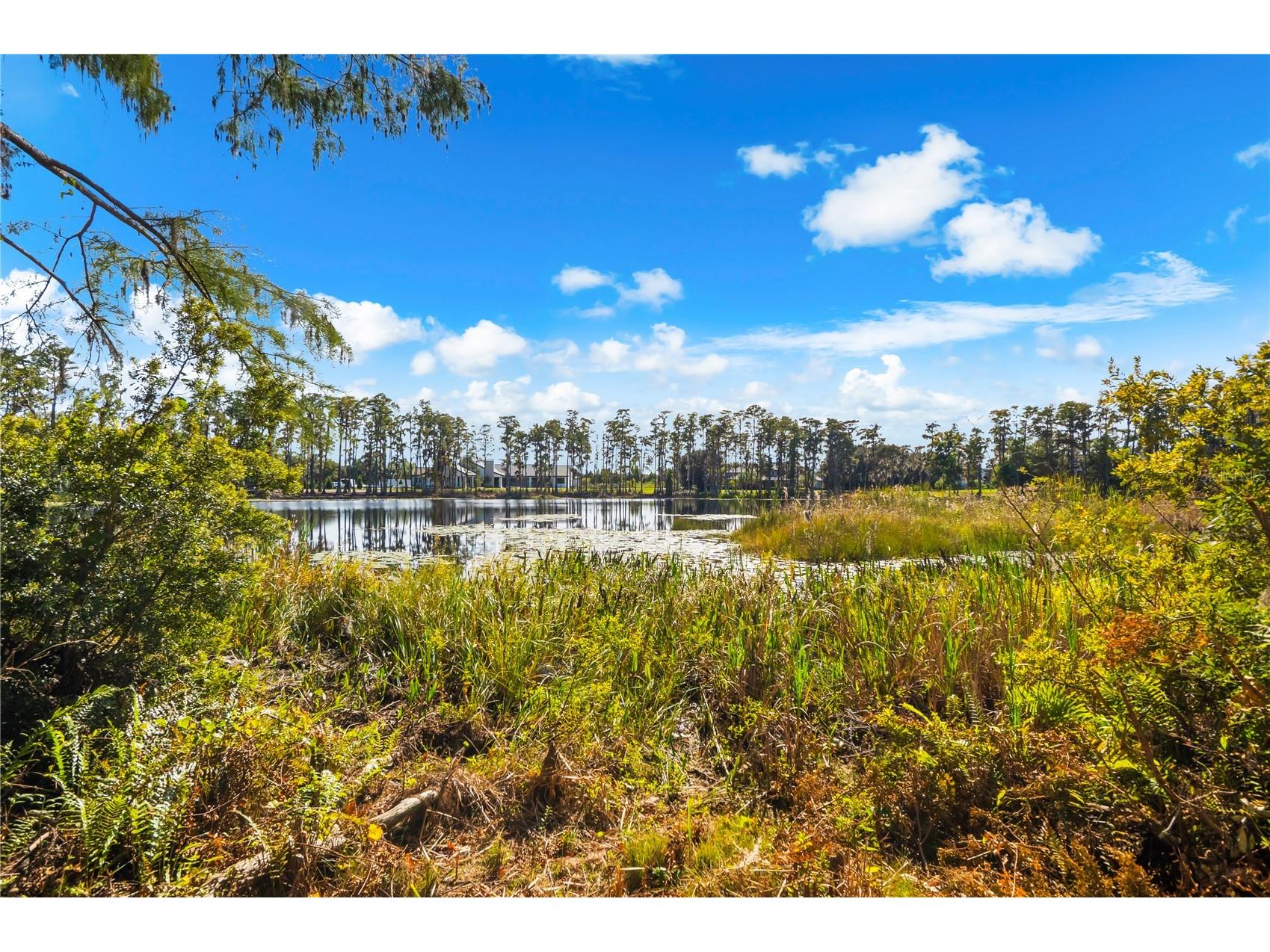 17336 Ballmont Park Drive Odessa FL 33556 TB8448355 image62