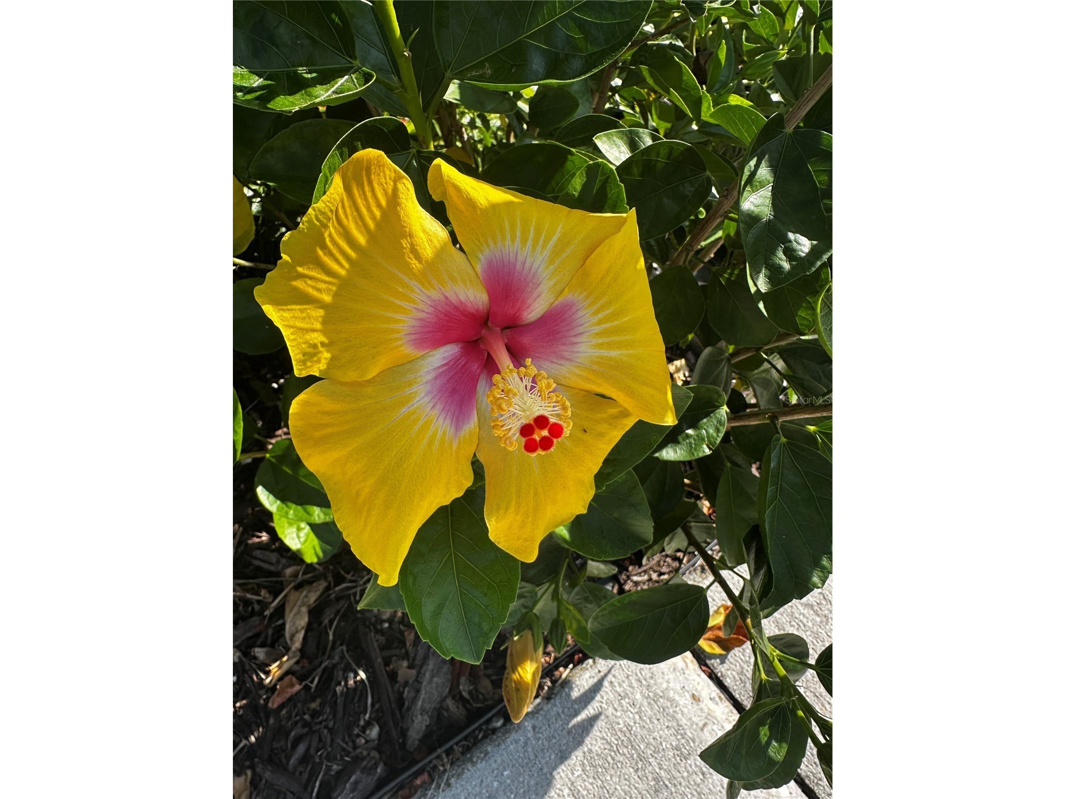 1735 Loralin Drive Englewood FL 34223 D6145776 image42