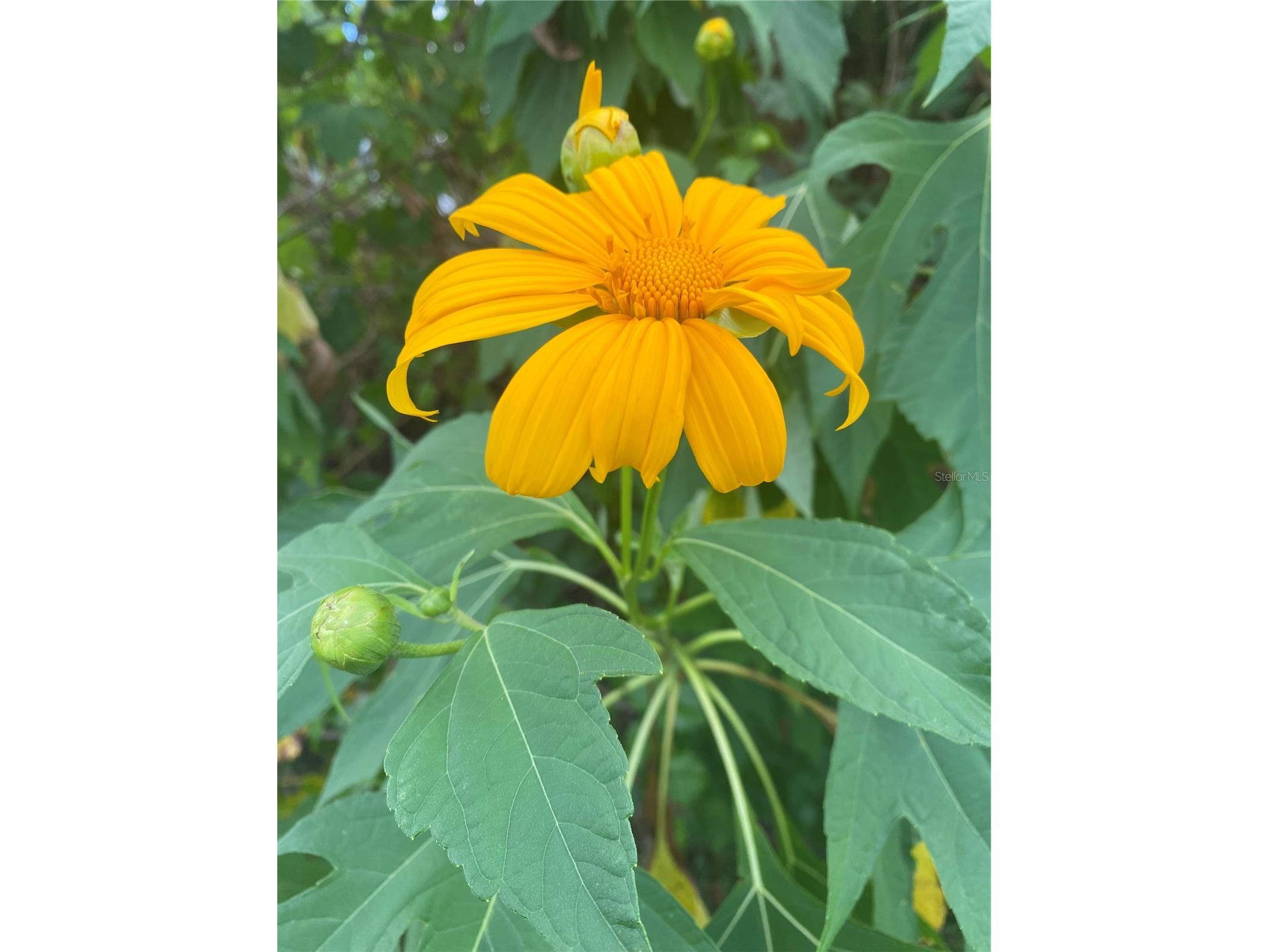 1735 Loralin Drive Englewood FL 34223 D6145776 image49