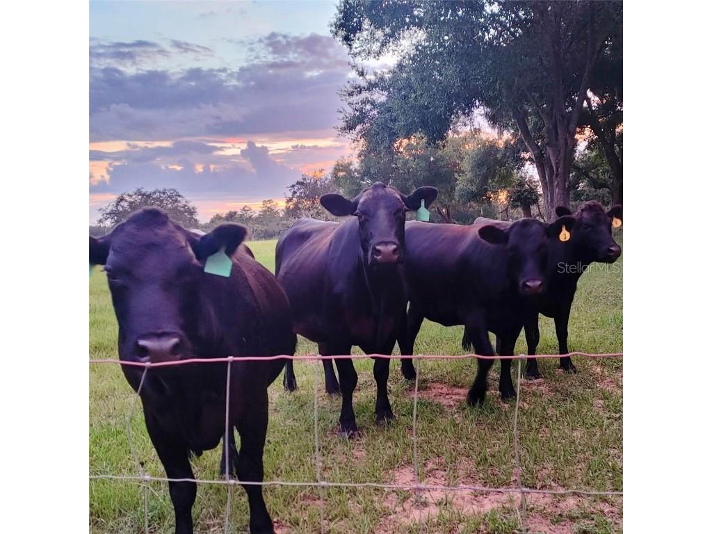 17355 SE 260th Avenue Road Umatilla FL 32784 OM710867 image64