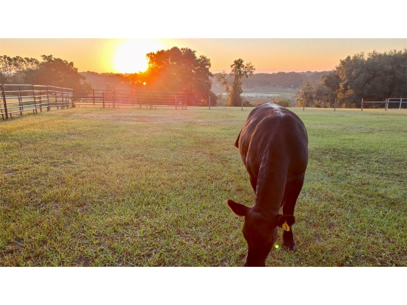 17355 SE 260th Avenue Road Umatilla FL 32784 OM710867 image65