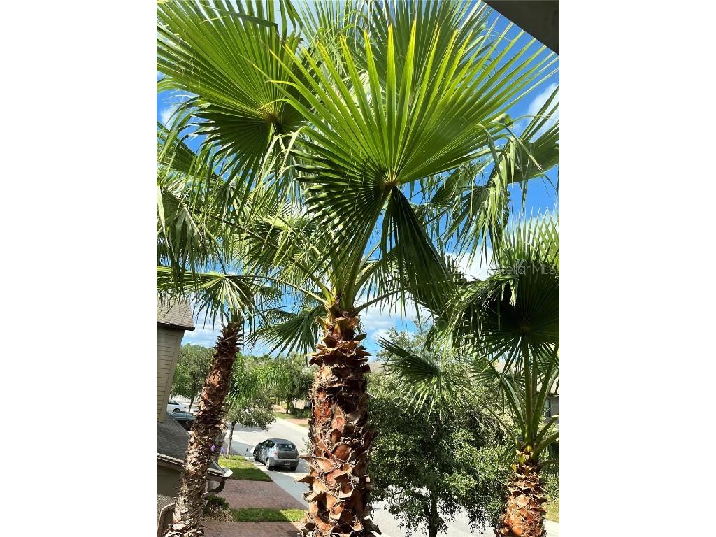 17371 Old Tobacco Road Lutz FL 33558 TB8437903 image4