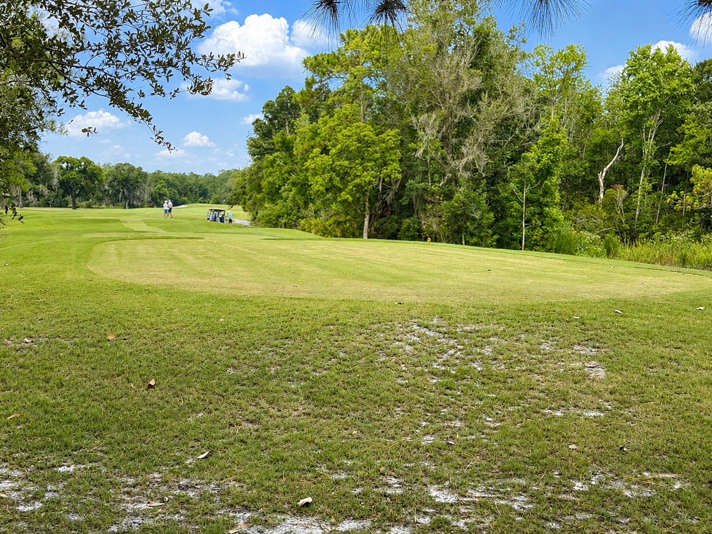 17422 Heather Oaks Place Tampa FL 33647 TB8523600 image68