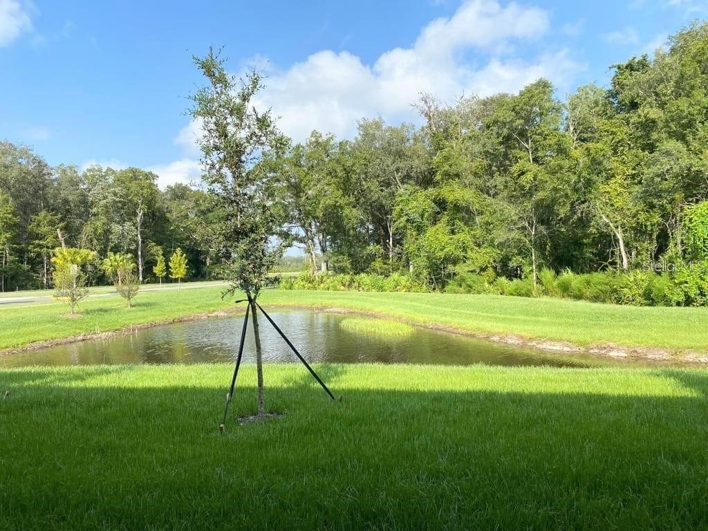 17478 Nectar Flume Drive Land O Lakes FL 34638 TB8529483 image17