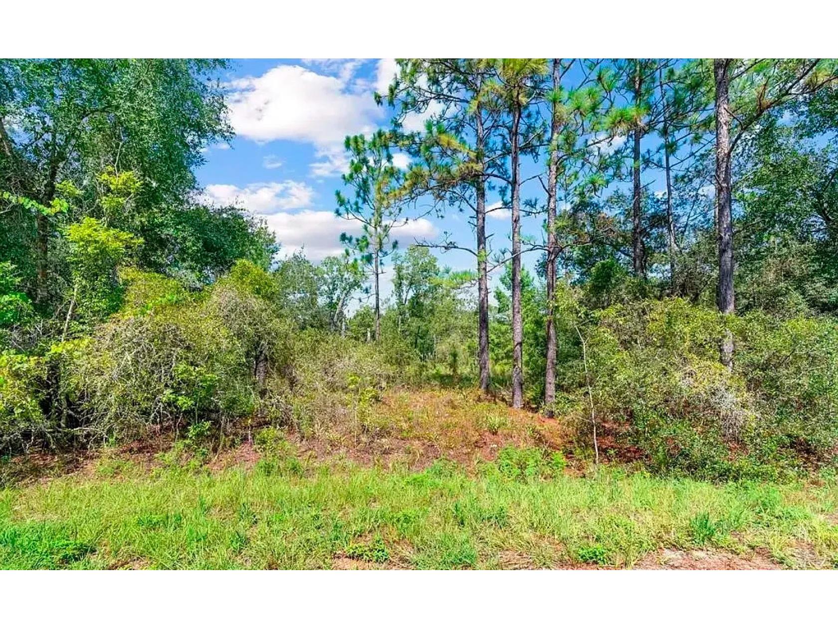 175 Fisher Ln Court Ocklawaha FL 32179 A4693543 image5