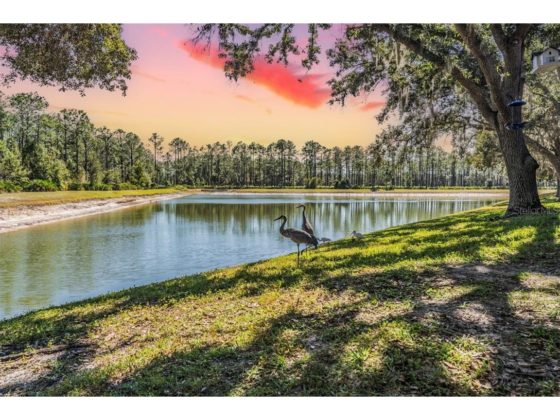 17569 Fairmeadow Drive Tampa FL 33647 TB8444237 image24