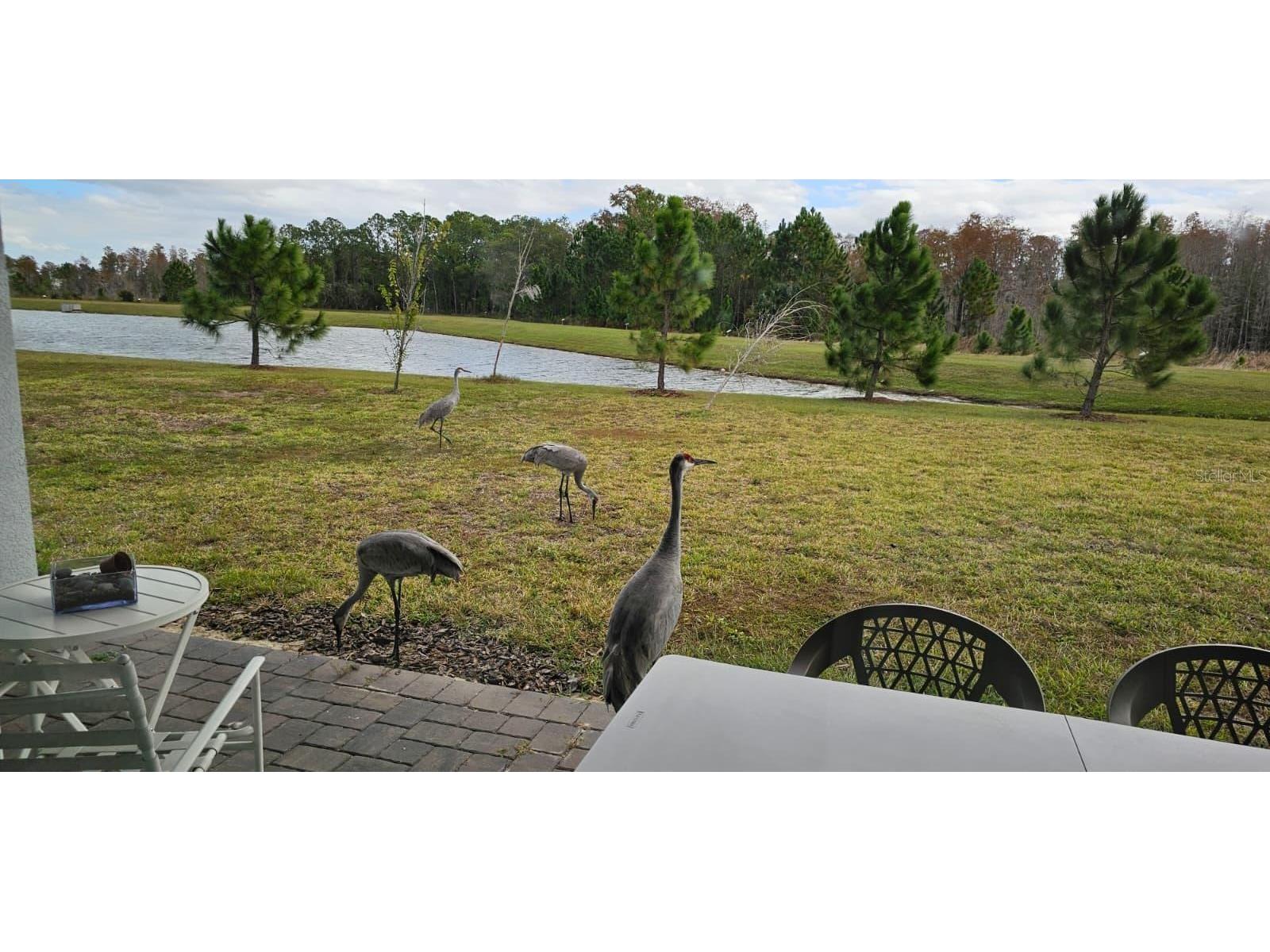 17571 Saw Palmetto Avenue Clermont FL 34714 O6360820 image8