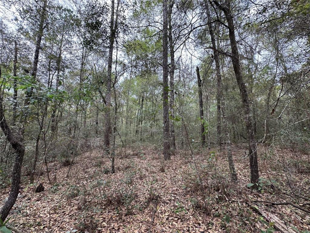 176 NE 155th Court Williston FL 32696 OM695354 image4