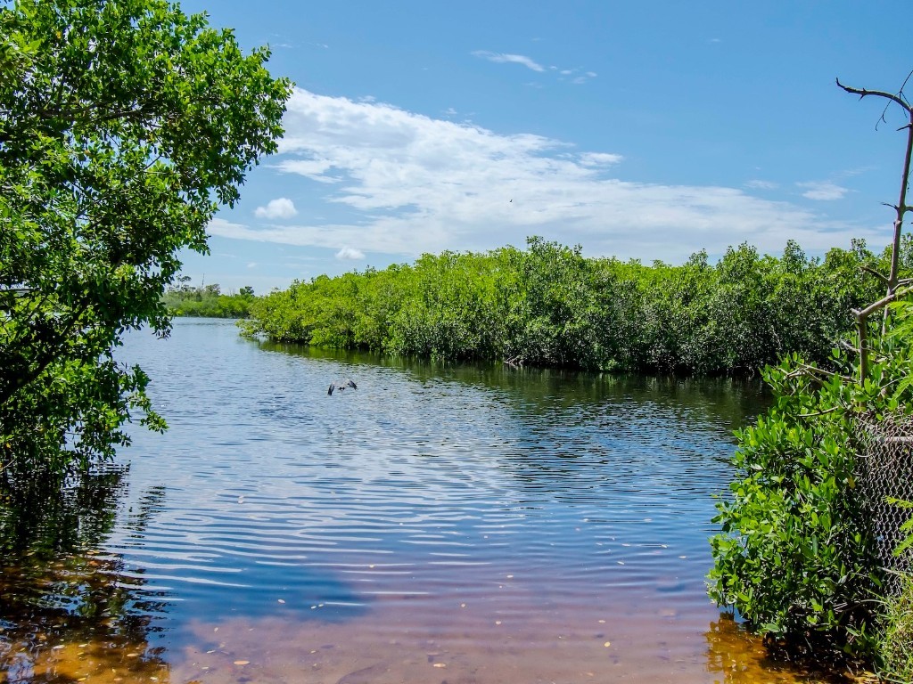 1761 Beckett Way Tarpon Springs FL 34689 - ANCLOTE RIVER TB8429981 image77