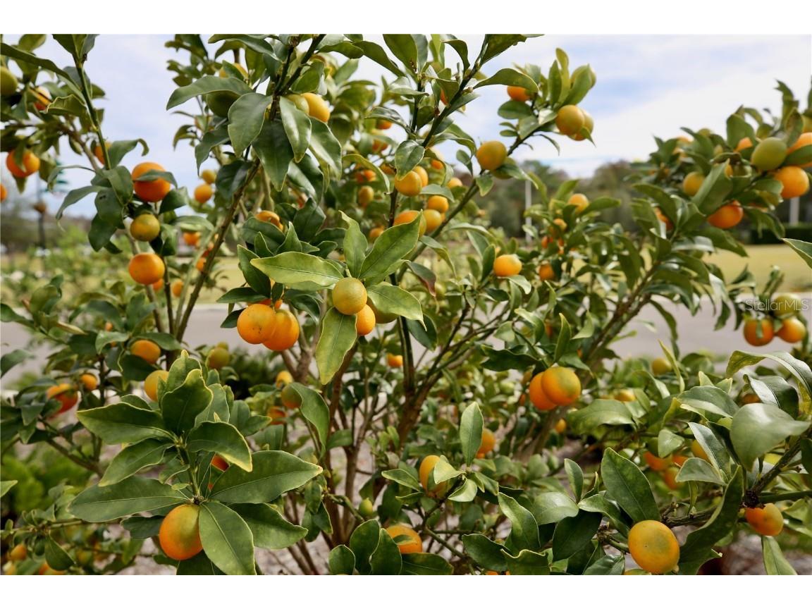 17620 Nectar Flume Drive Land O Lakes FL 34638 TB8454290 image54