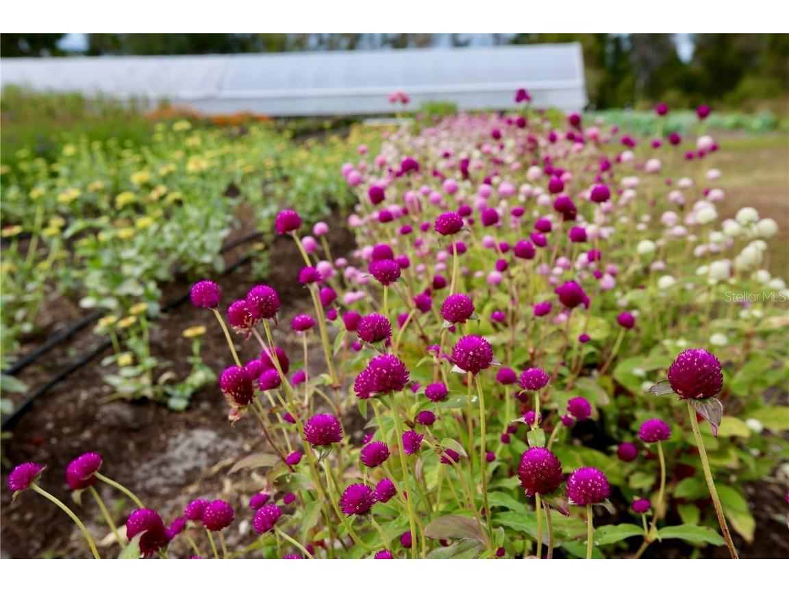 17620 Nectar Flume Drive Land O Lakes FL 34638 TB8454290 image56