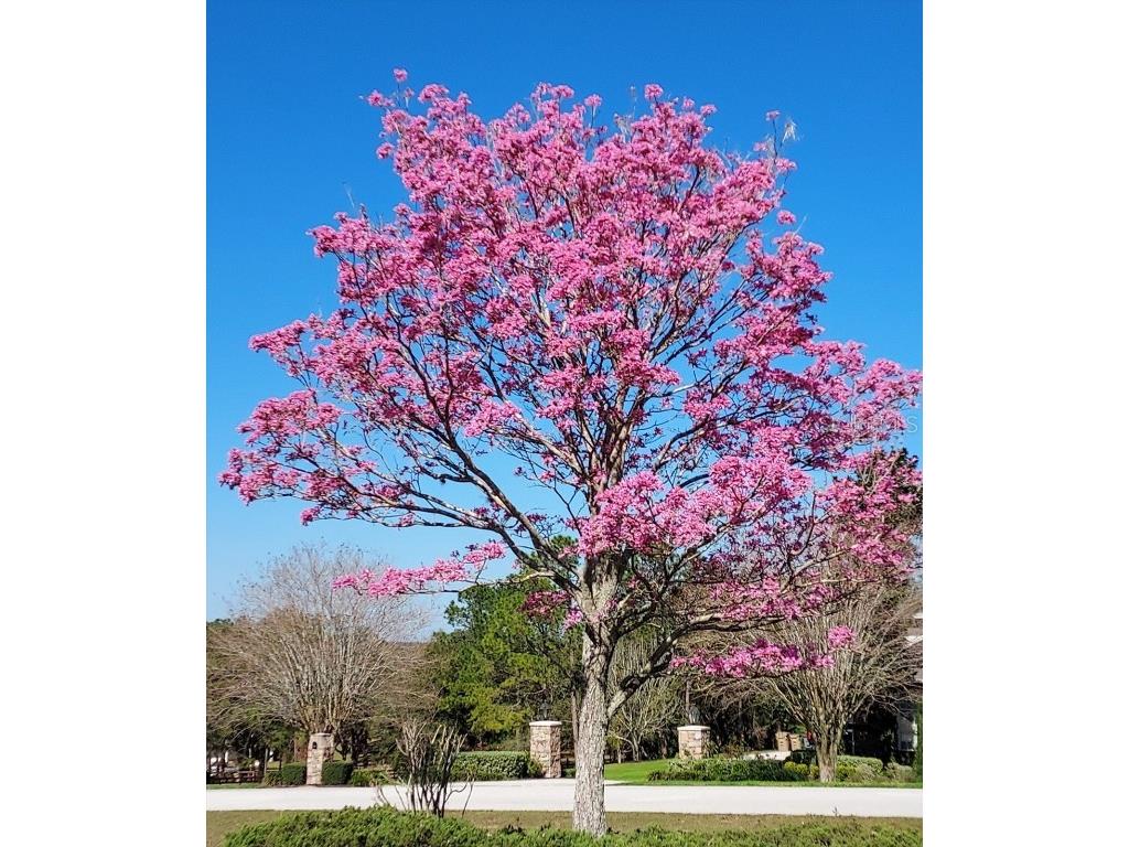 17631 Vista Belle Court Montverde FL 34756 O6307306 image5