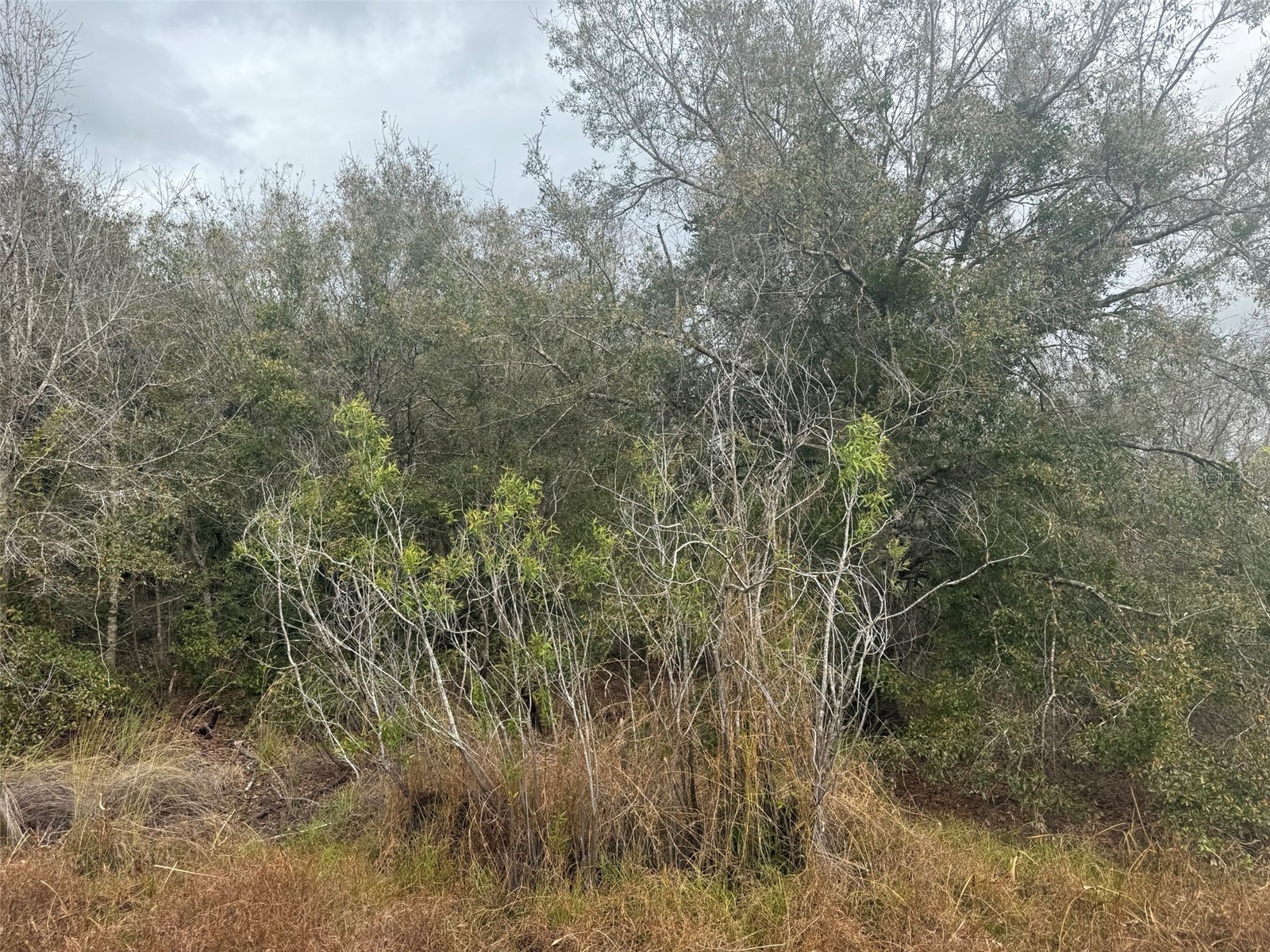 17667 NW 254th Street Okeechobee FL 34972 K4903555 image2