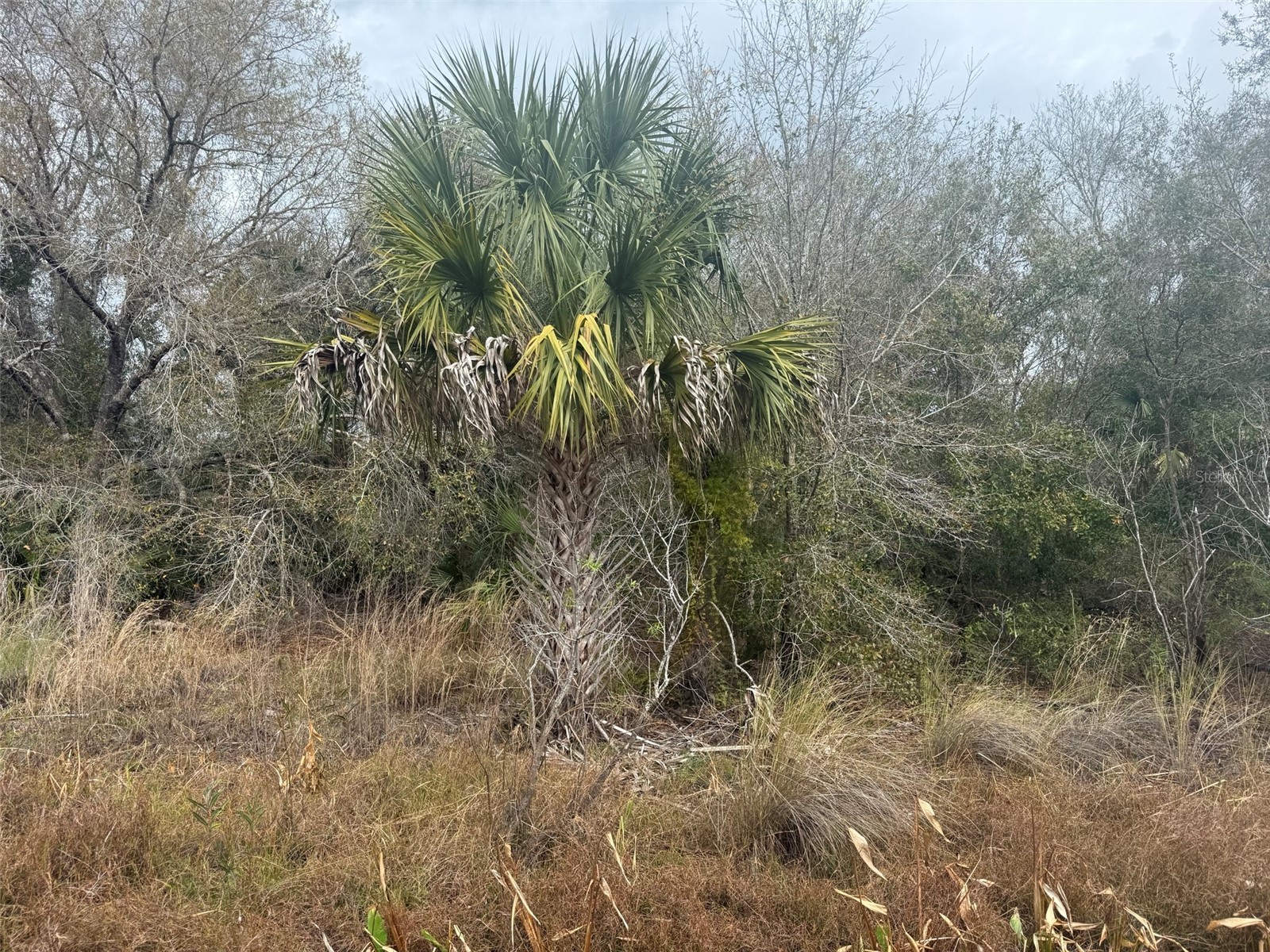 17667 NW 254th Street Okeechobee FL 34972 K4903555 image3