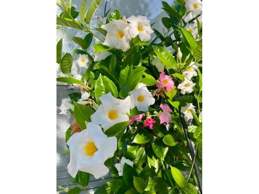 17694 Se 84th Peyton Court The Villages FL 32162 OM711564 image36