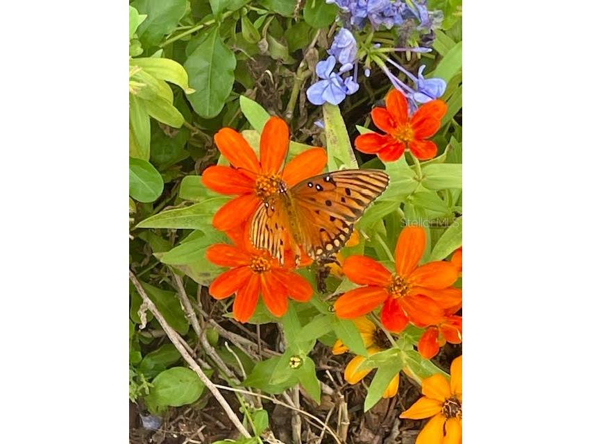 17694 Se 84th Peyton Court The Villages FL 32162 OM711564 image37