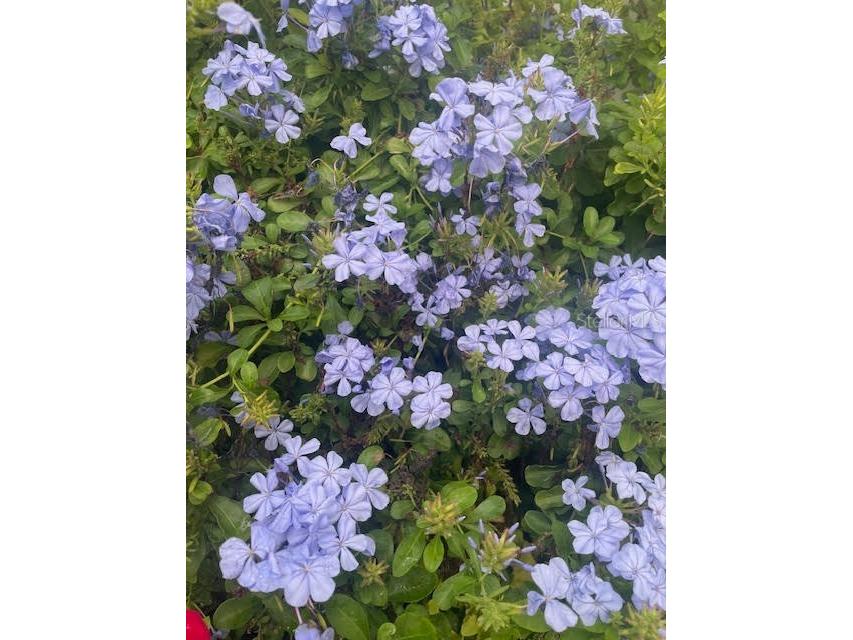 17694 Se 84th Peyton Court The Villages FL 32162 OM711564 image39