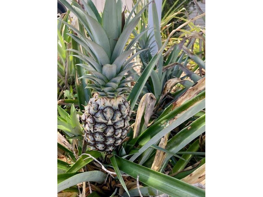 17694 Se 84th Peyton Court The Villages FL 32162 OM711564 image40