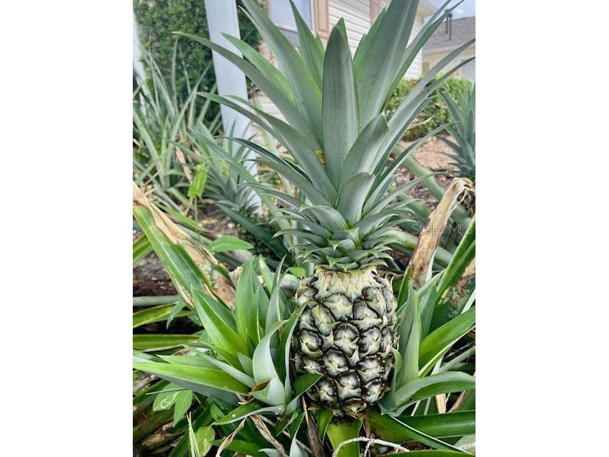 17694 Se 84th Peyton Court The Villages FL 32162 OM711564 image42