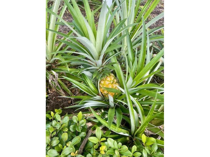 17694 Se 84th Peyton Court The Villages FL 32162 OM711564 image44