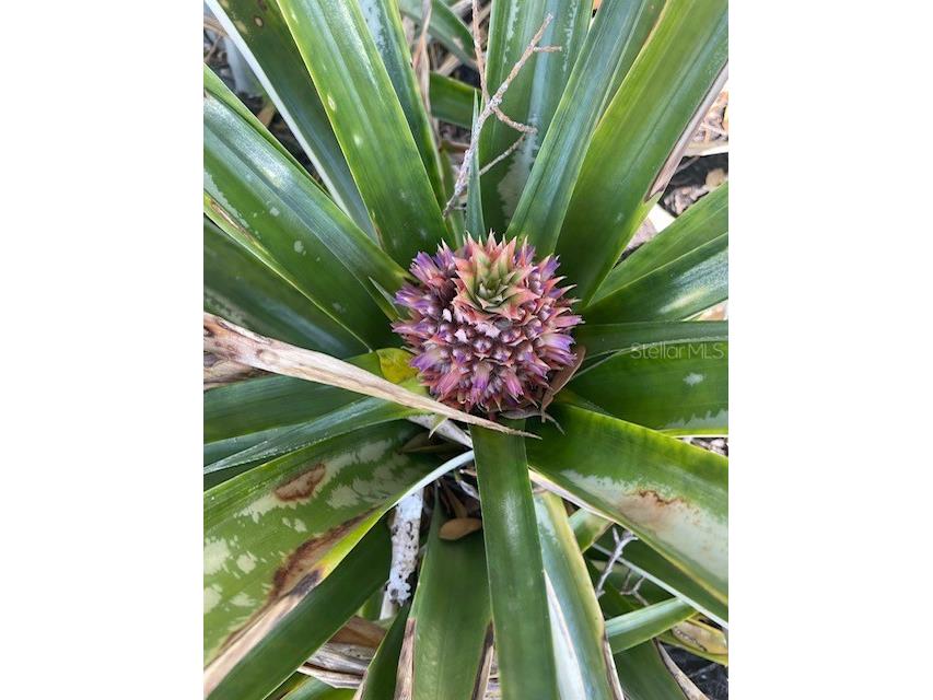 17694 Se 84th Peyton Court The Villages FL 32162 OM711564 image45