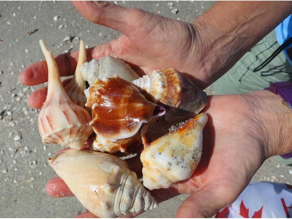 177 Gulf Boulevard #A Placida FL 33946 - GULF OF MEXICO D6141067 image5