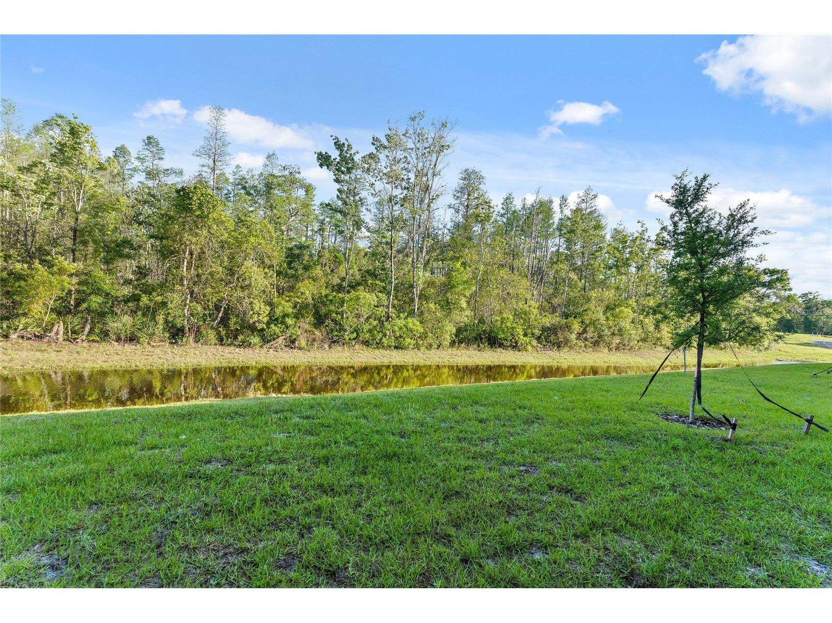 17712 Nectar Flume Drive Land O Lakes FL 34638 TB8481654 image39