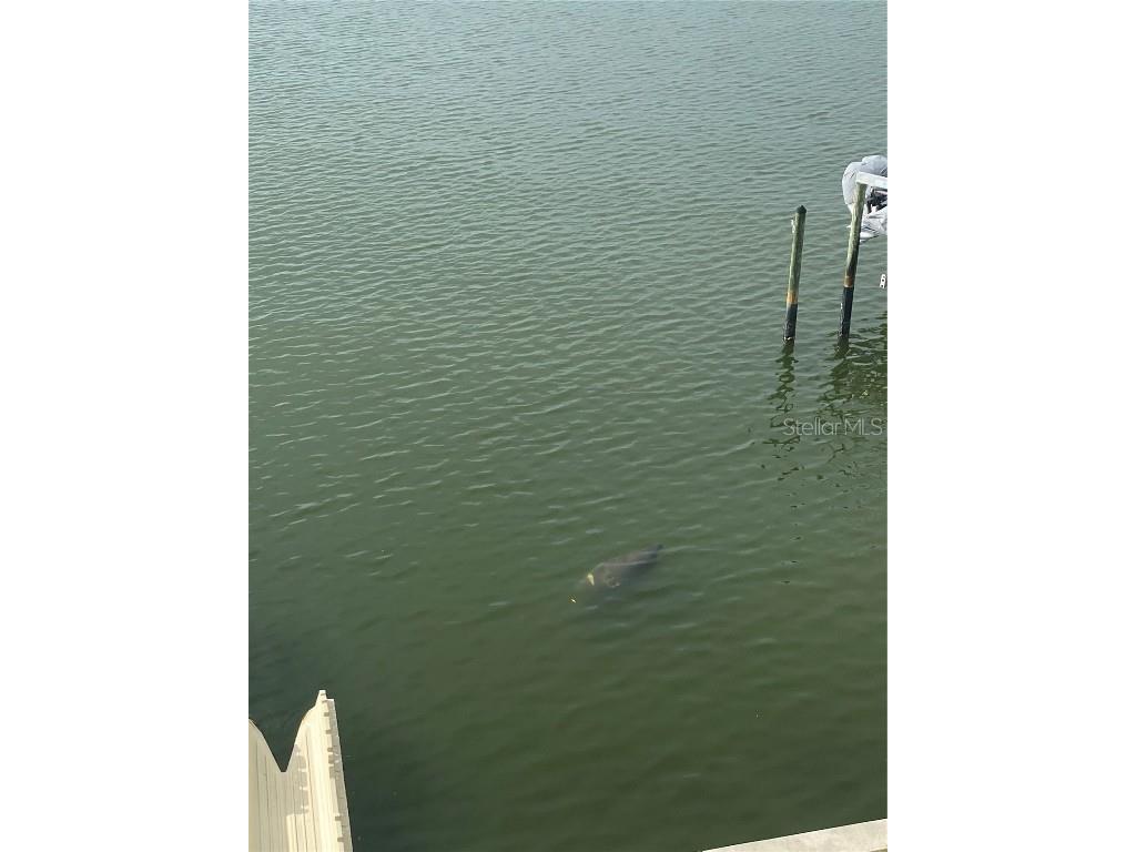 17735 Gulf Boulevard #405 Redington Shores FL 33708 TB8417488 image50