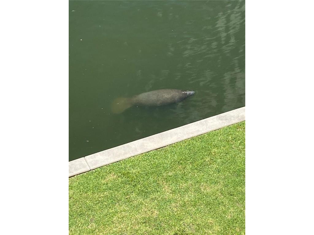 17735 Gulf Boulevard #405 Redington Shores FL 33708 TB8417488 image51