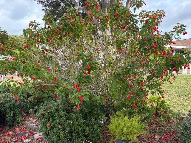 17747 SE 97th Avenue Summerfield FL 34491 OM714384 image52