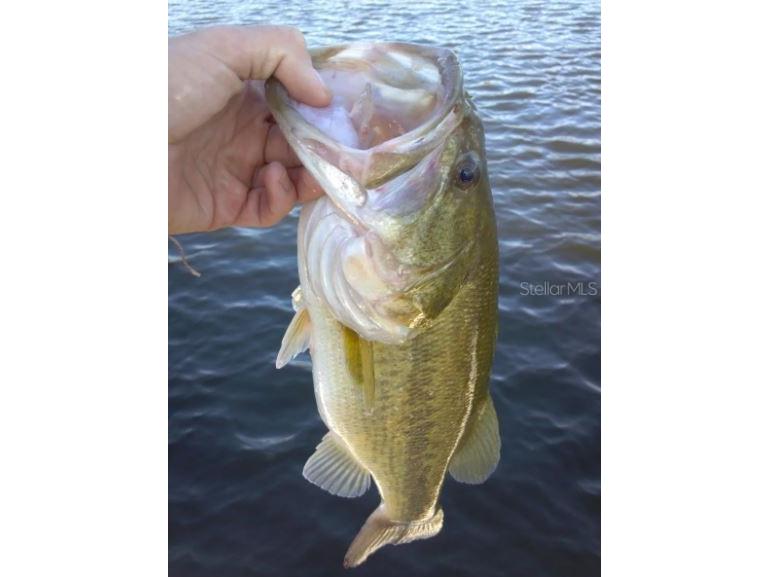 1784 Providence Boulevard Deltona FL 32725 O6348893 image53