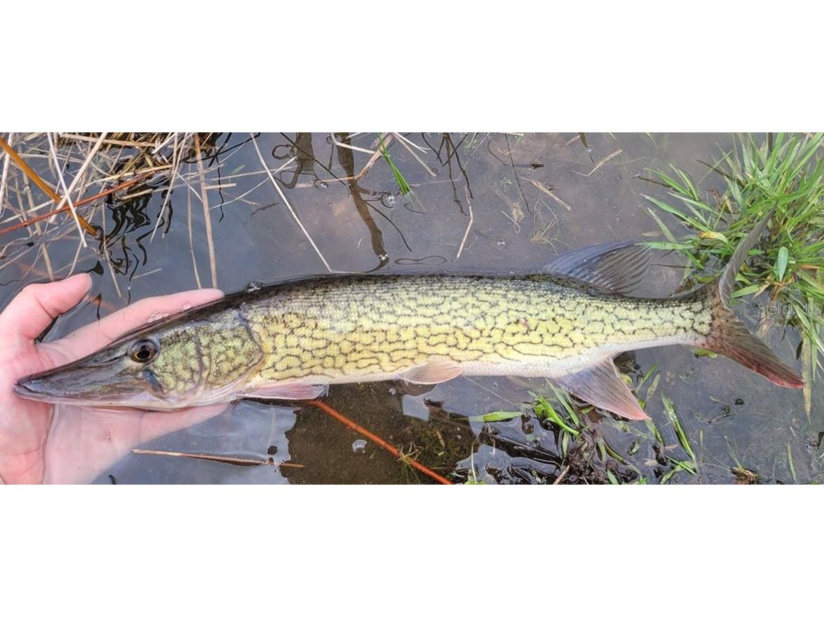 1784 Providence Boulevard Deltona FL 32725 O6348893 image55