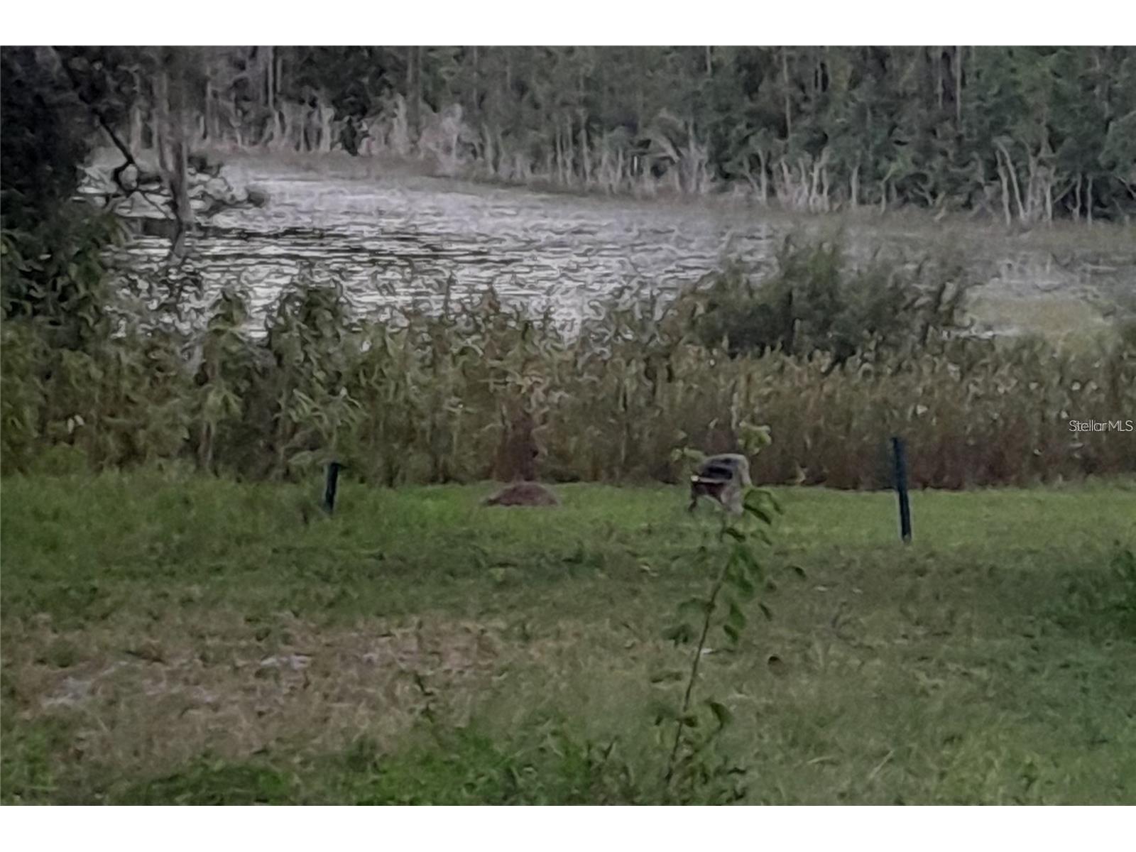 17873 E Highway 40 Silver Springs FL 34488 G5112338 image3