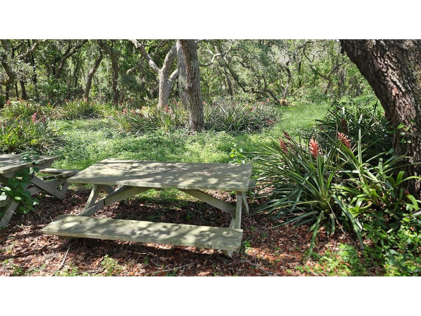 17936 W Phil C Peters Rd Road Winter Garden FL 34787 O6347957 image28